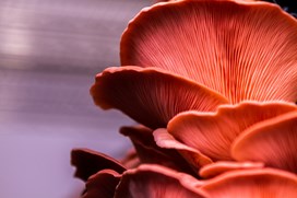 Forest fungi shroom.jpg