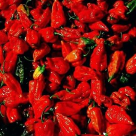 Dartmoor Chilli Farm.jpg